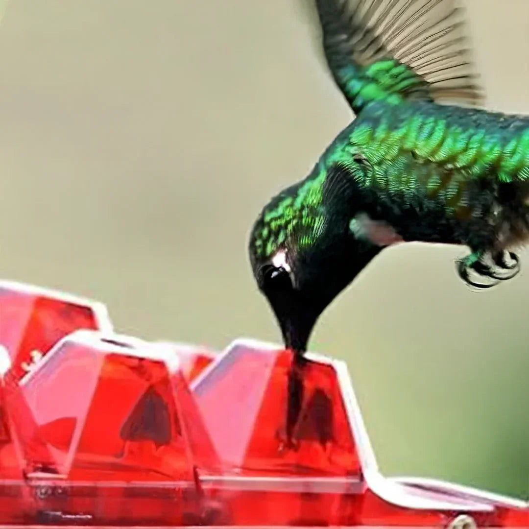 Squirrel-Proof Bird Feeder with 30 Pest-Resistant Holes