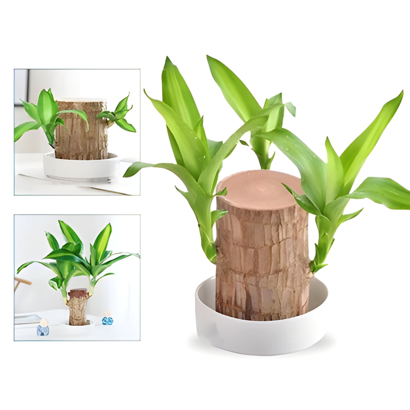 Exotic Wooden Live Plant