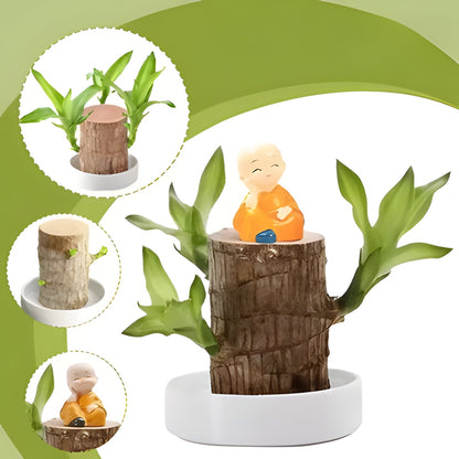 Exotic Wooden Live Plant