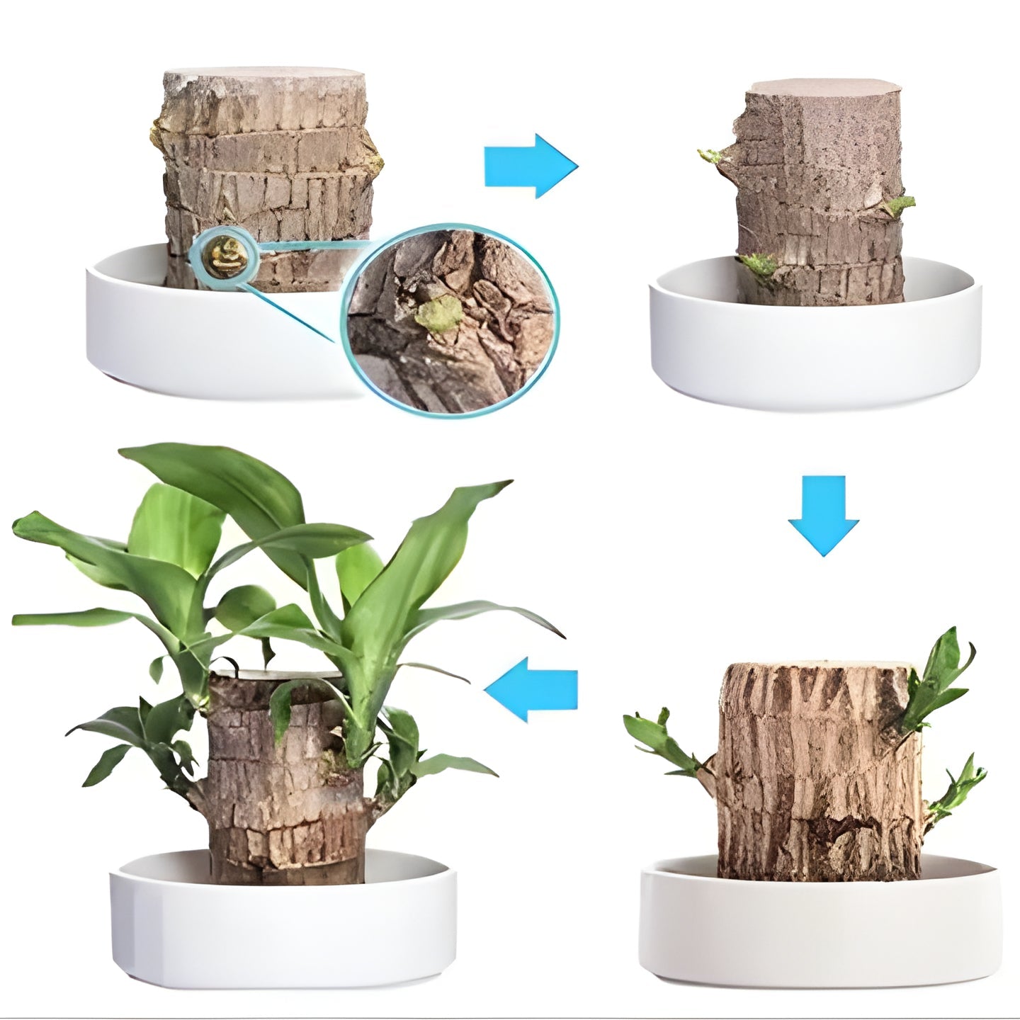 Exotic Wooden Live Plant