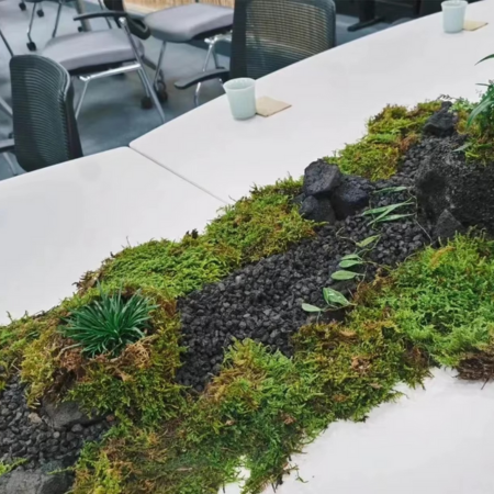 Natural Green Moss for Pots and Home Decoration