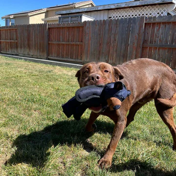 Durable Fun Bear Dog Chew Toys For Aggressive Chewers