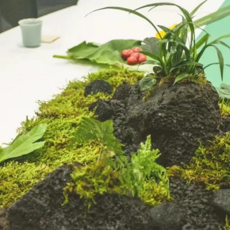 Natural Green Moss for Pots and Home Decoration