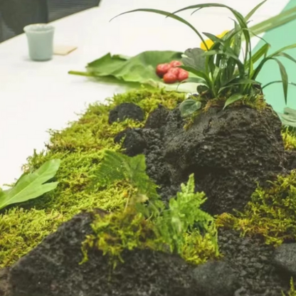 Natural Green Moss for Pots and Home Decoration