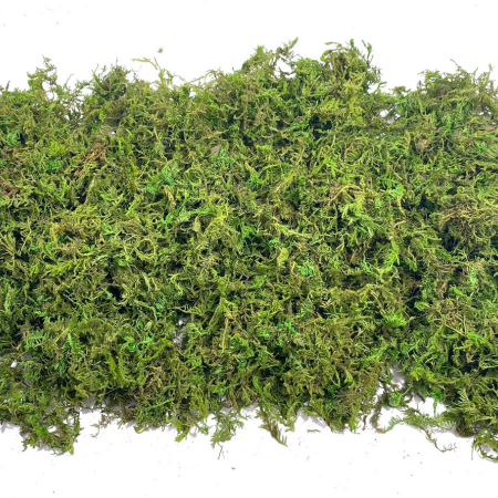 Natural Green Moss for Pots and Home Decoration