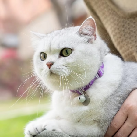 Comfortable Stretch Cat Collar with Quick Release Buckle
