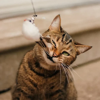 Fun Feather Teaser Cat Toy Set