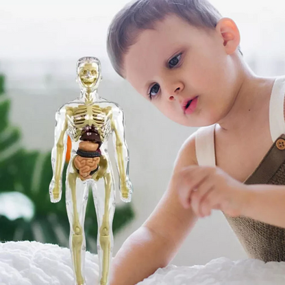 Interactive Children's Anatomy Science Kit Model Toy