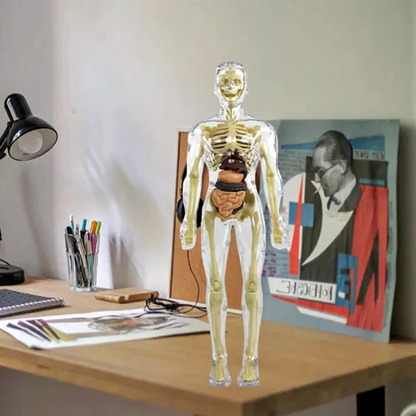 Interactive Children's Anatomy Science Kit Model Toy