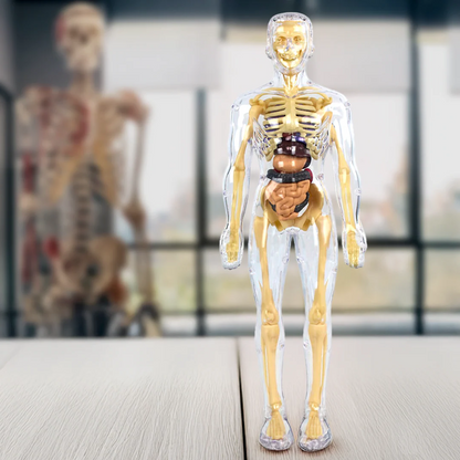 Interactive Children's Anatomy Science Kit Model Toy