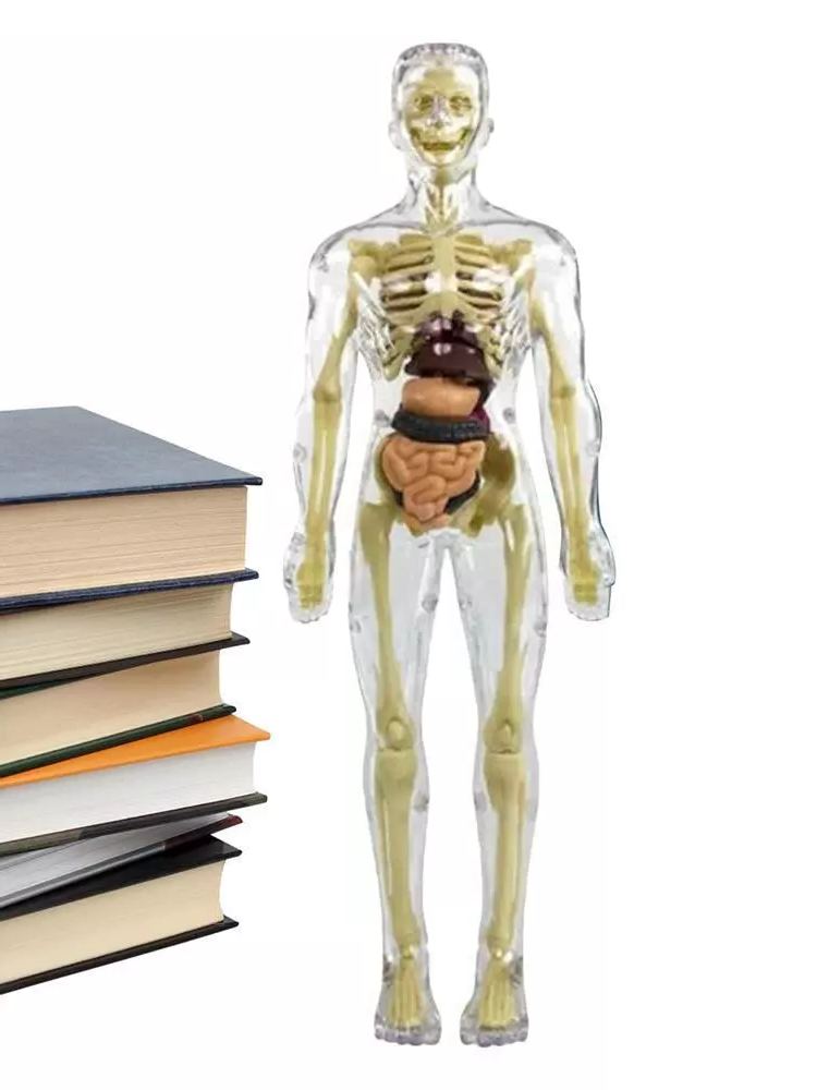 Interactive Children's Anatomy Science Kit Model Toy
