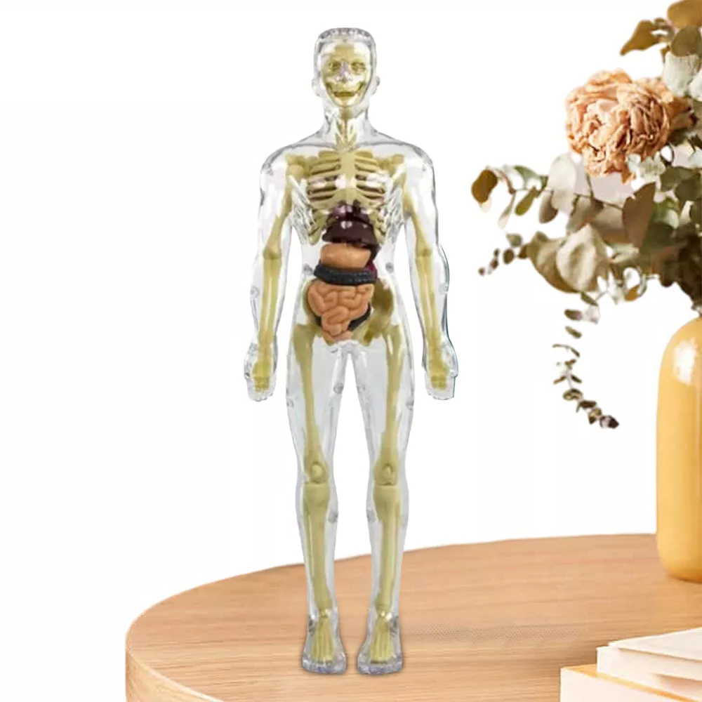Interactive Children's Anatomy Science Kit Model Toy