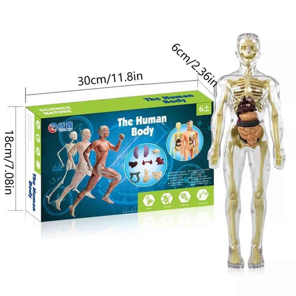 Interactive Children's Anatomy Science Kit Model Toy