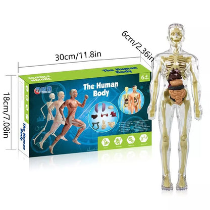 Interactive Children's Anatomy Science Kit Model Toy