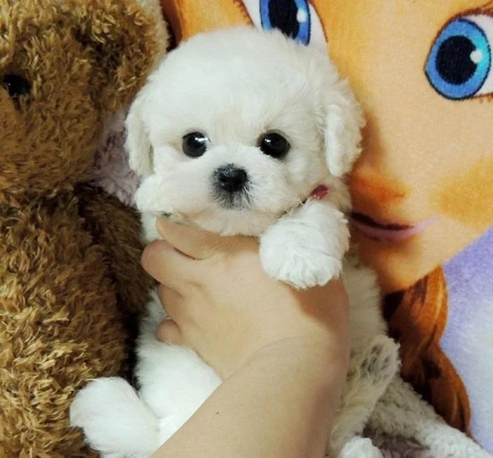 Cuddly Stuffed Dog Toy Plush - Hehif