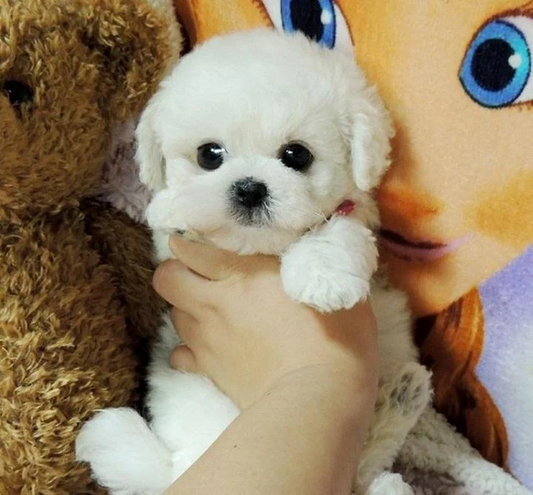 Cuddly Stuffed Dog Toy Plush - Hehif