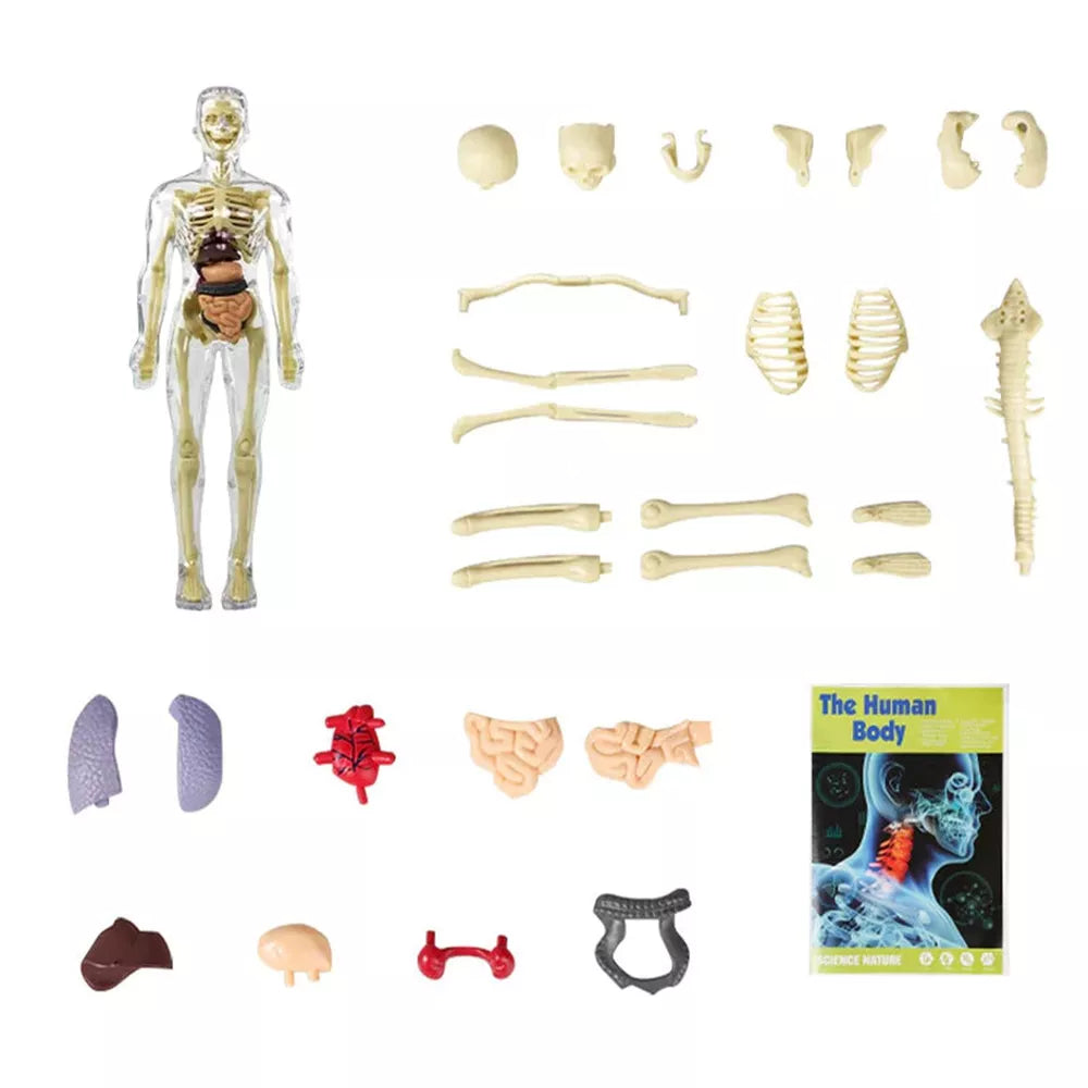 Interactive Children's Anatomy Science Kit Model Toy