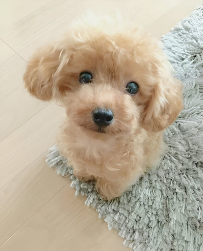 Cuddly Stuffed Dog Toy Plush