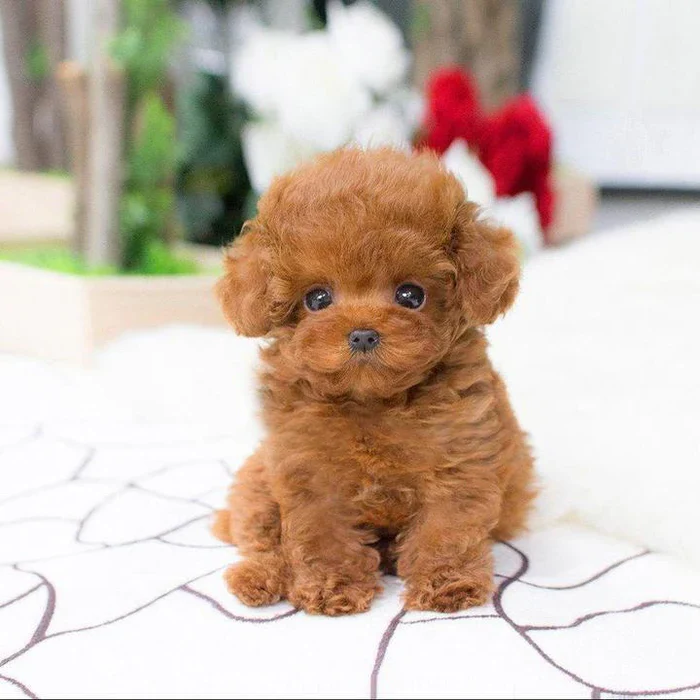 Cuddly Stuffed Dog Toy Plush
