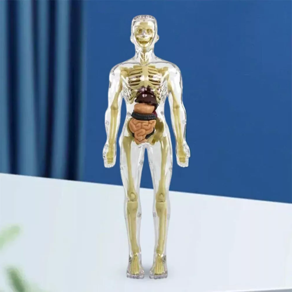 Interactive Children's Anatomy Science Kit Model Toy