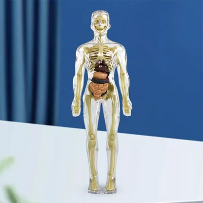 Interactive Children's Anatomy Science Kit Model Toy