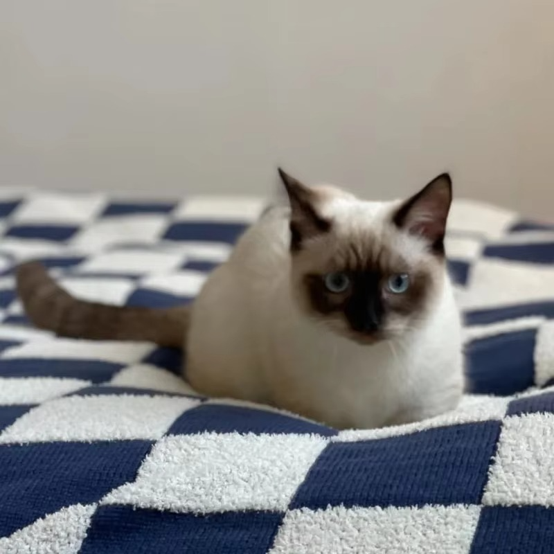 Cozy Plaid Throw Blanket
