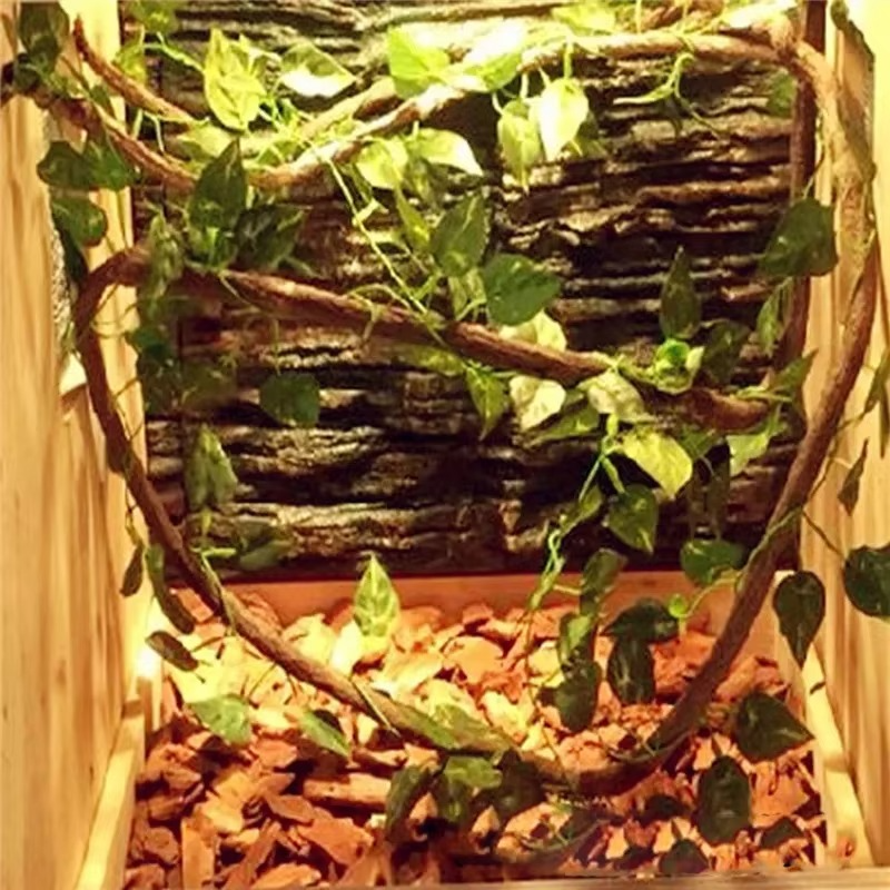 Natural Jungle Plant Terrarium Decoration