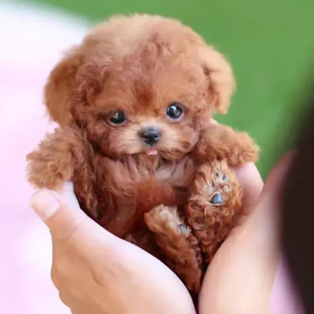 Cuddly Electronic Pet Dog Toy for Kids