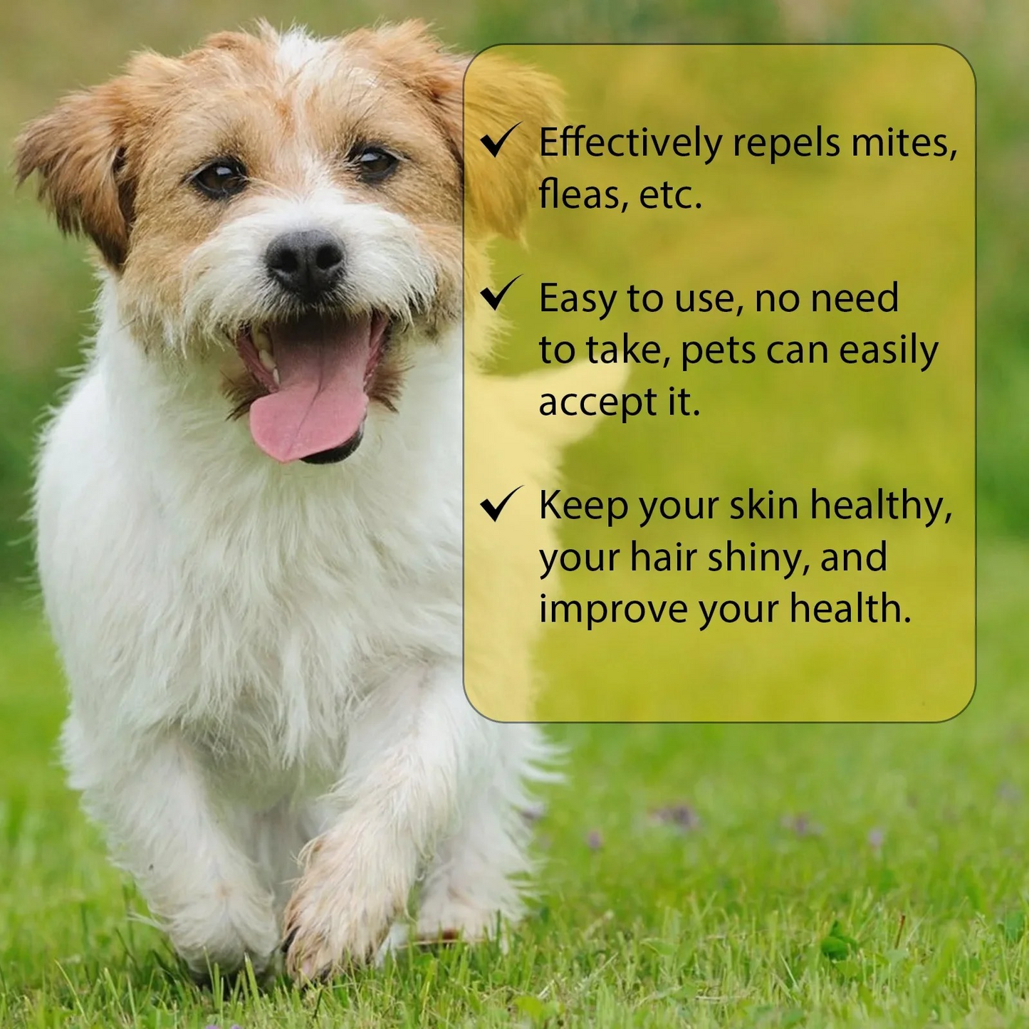 Easy Home Flea Relief for Cats