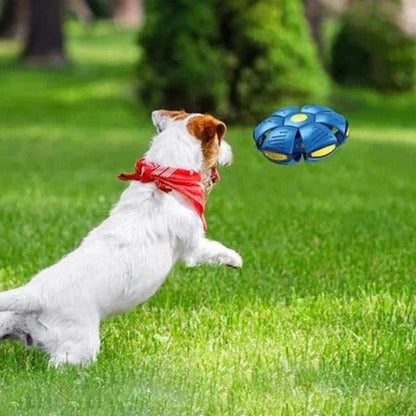 Fun Pet Fetch Ball Toy