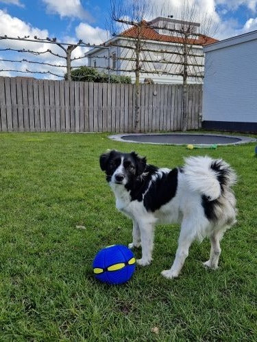 Fun Pet Fetch Ball Toy